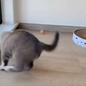 Đồ chơi Mèo bóng chuột trong lồng sắt vui nhộn (mẫu mới) - Love pets shop