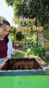 Stingless Bee Honey 520gm