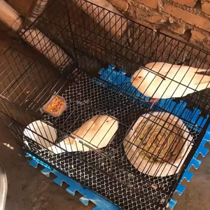 กรงนก กรงนกพกพา กรงกระต่าย กรงนกหงส์หยก กรงนกเขา กรงนกเขาใหญ่ กรงนกเล็ก กรงหนูแฮมเตอร์ กรงนกกรงหัวจุก กรงนกพับได้ กรงสัตว์เลี้ยง ถาดแจกฟรี