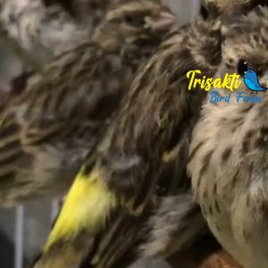 Pakan Burung Spesial Burung Blacktoat Sanger dan Mozambik untuk Harian dan Breeding Kemasan 1 Kg