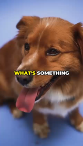 Kyndred Paws Premium Freeze-Dried Seafood Treats for Dogs & Cats - Omega-3 Rich Shishamo Antarctic Krill Salmon Fillet Green Mussels - 100% Natural Grain-Free Hand-Packed