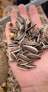 500gr HẠT HƯỚNG DƯƠNG SẤY MỘC ĂN NGON KHÔNG LO BỊ NÓNG