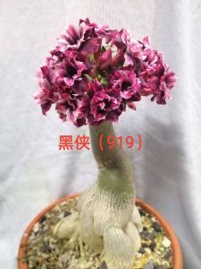 Adenium Kemboja Bonsai ID:919/富贵花
