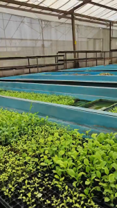 Jirifarm Media Tanam Rockwool Hidroponik untuk Pembibitan Termurah Terlaris