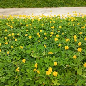bầu cây cỏ lạc trang trí sân vườn