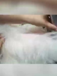 Professional Dog Hair Clipper All Metal Rechargeable Pet Trimmer Cat Shaver Cutting Machine Puppy Grooming Haircut Low Noice