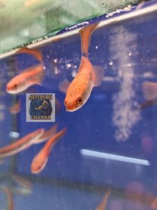 Channa Red Pangkalanpun (SBK) 8-10cm