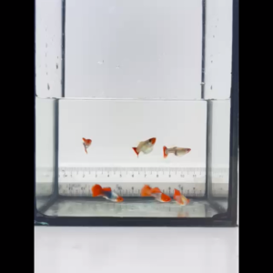 Koi Short Body Guppy