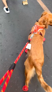 Short Explosion-Proof Pull Dog Chain Traction Belt Hand Made Leash Spring Buffer One Step Lead Rope for Medium and Large Dog