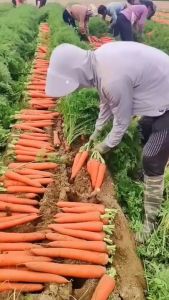 Benih Bibit Wortel Manis KURODA 3500 Butir Cap Panah Merah Tipe Berastagi