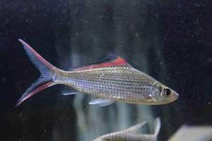 Signal Barb/Pucuk Pisang Sebara/Labiobarbus Festivus/Readystock/Freshwater/Ornamental Fish