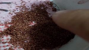 STRAWBERRY SEEDS HEAT TOLERANCE