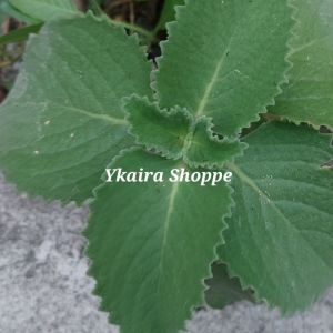 Oregano Stem Cut: A Guide to Planting Anti-Mosquito Herbs