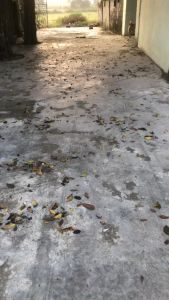 Chổi Lười Chổi Làm Từ Cọng Xương Dừa Cứng Cáp Dùng Quét sSân Vườn Lối Đi