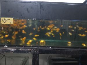 ikan mas koki rancu ( SM)