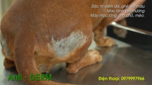 Kem mỡ Anti Derm bôi ghẻ viêm da xà mâu cho chó mèo - Vemedim - Việt Nam