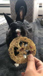 5pcs Infused Loofah Chew Pack | No Furries Delights | Healthy Oat-Free Chew Treats or Toys for Small Animals & Birds