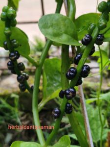 Buah angkung segar 100 biji+ bonus 10 biji obat stroke alami