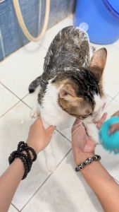 Bàn Chải Tắm Cho Chó Mèo Bằng Silicon Mềm Mại