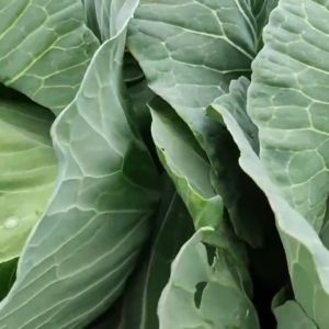 200 เมล็ด เมล็ดพันธุ์ กะหล่ำปลี เขียว เมล็ดพันธุ์แท้ เมล็ดพันธุ์ผัก ปลูกผัก ผักออร์แกนิก ปลูกได้ตลอดปี น้ำหนักหัว 1.7-2.0 กก.