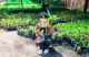 เรณู​บ้านพันธุ์​ไม้