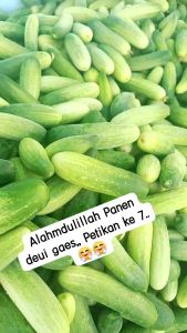 SEMI F1 isi 10gr dan 20 gr - Benih biji timun mentimun ketimun hibrida mini baby cocok lalapan