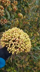 PROMO Bibit Tanaman Cengkeh Kualitas Super Harga Murah - 1 kg Bisa 3