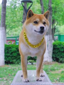 Medium and Large Pet Dog Collar Dog Gold Necklace Plastic Daikin Chain Jarre Aero Bull Bichon Shiba Inu Super Thick Decorative Chain