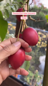 Benih TERONG BELANDA (isi-2) - Biji Buah Tamarillo
