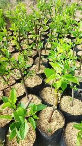 Bibit Buah Apel Merah Kondisi Sudah Berbuah Okulasi