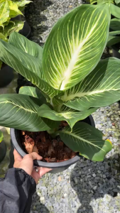 ต้นบารมีเศรษฐี ต้นบารมีรัตนโกสินทร์ ต้นเสริมบารมี Dieffenbachia