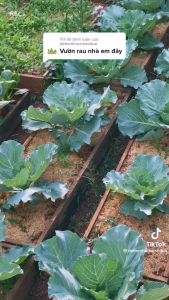 Hạt giống bốn mùa Rau Muống Rau Dền Đậu Bắp Cải Ngọt Mồng Tơi Cove Cải Thìa Cà Chua Ớt Hiểm Dưa Leo Măng Tây Bí ngòi ớt chuông - H2T FARM