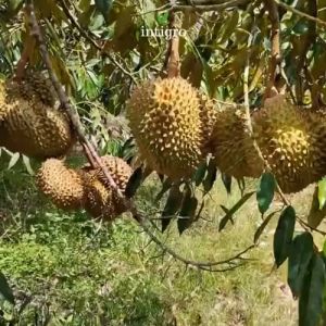 Pupuk Booster Pelebat Buah Durian Organik / Pupuk Durian Pemacu dan Pelebat Buah Durian Perangsang