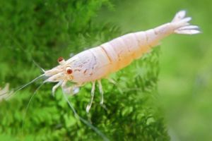 SNOW WHITE BEE SHRIMP DAN GOLDEN BEE SHRIMP GRADE A - PAKET UDANG HIAS AQUARIUM AQUASCAPE BERKUALITAS - UDANG HIAS AIR TAWAR - HIASAN AQUARIUM AQUASCAPE