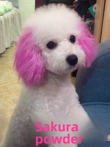 Pet Hair Dye Hair Dye Cream for Dogs Stain Persistence Poodle Bichon Tear Removal Hair Beauty Powder
