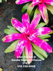 Neoregelia Sugar Buzz ( 積水风梨/bromeliad )