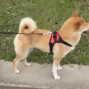 Adjustable Pet Reflective Breathable Dog Harness Adjustable Nylon Harness Collar Leash Dog Leads for middle Large Dogs