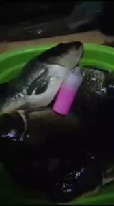 Rekomendasi Essen Ikan mas harian lomba 30ml rame kilogebrus aroma doger kamper kweni