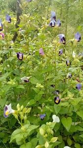 Twinsdaily | Benih Bunga Torenia Mata Kucing Warna Dark Purple