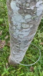 ลวดรัดต้นยาง ลวดรองถ้วยยาง ใช้ลวดเบอร์13 ชุดลวดสปริง+วงรองถ้วยยางพารา ขนาด 4.5" ลวดยาว 1.2 เมตร เหมาะกับถ้วยยาง 750-1000 cc ลวดรัดยางพารา ลวดรัดยาง - Lazada