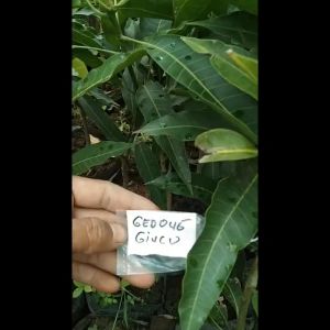 Bibit mangga gedong gincu majalengka mangga gedong gincu okulasi - 1m