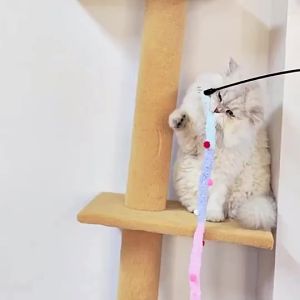 AP AIMAYAPET Plush Strip Teasing Cat Stick Soft Plush Toy Interactive Self-Happy Pet Supplies New Style