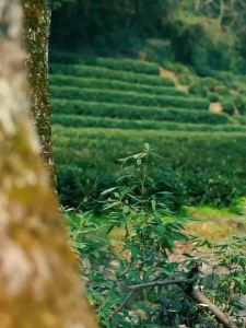Fire-Maple | Bình Rượu Titanium Di Động 200ml
