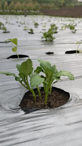 VIRAL 500 ML | Surfaktan Plus Anti Lalat Buah | Pengusir Lalat Buah