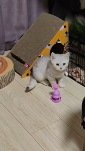 PS-1530 ของเล่นสุดคิวท์ 2in1 ลูกบอลแคทนิปธรรมชาติ 🌿 กระตุ้นความสนใจ ผ่อนคลาย ให้น้องแมวสนุกสนาน 😻