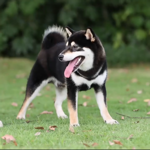 Pet Dog Cat Walking Jacket Harness Leash Adjustable Reflective Harness Vest for Heavy Duty Large Dogs Pet