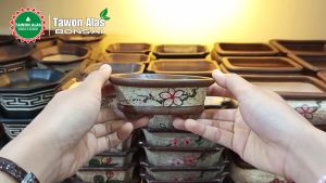 Pot Bonsai Keramik Mame Oval - POLOS