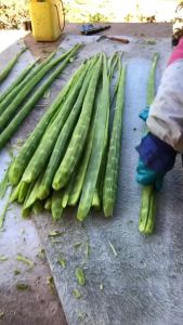 Rau Tiến Vua. Rau Cần Biển Xanh Mướt Hàng CTY Cao Cấp. Dai Giòn Giàu Dinh Dưỡng. Túi 100G.250G.500G||HAMIFOODS