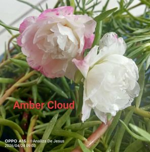 Assorted colors Vietnam Rose 10 Varieties 10 Cuttings+ 2 free cuttings