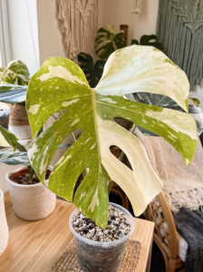 Top Grade Premium Monstera Deliciosa Thai Constellation